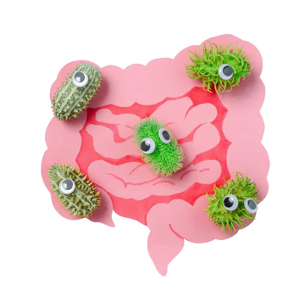 Gut Bacterias That Help